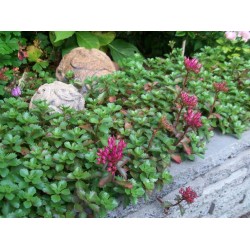 Sedum spurium 'Schorbuser Blut'
