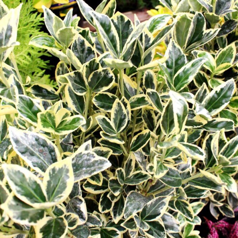 Euonymus japonicus 'Bravo'