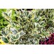 Euonymus japonicus 'Bravo'