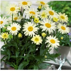 Leucanthemum ‘Broadway Lights Cream’ – Margaretă