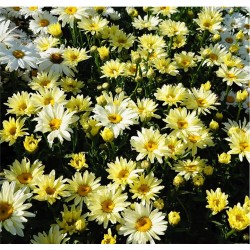 Leucanthemum ‘Broadway Lights Cream’ – Margaretă