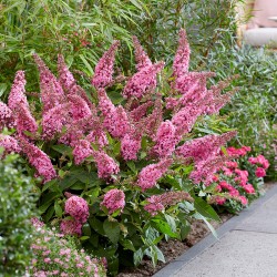 Liliac de vară pitic - Buddleja davidii 'Butterfly Candy Little Bubblegum' 
