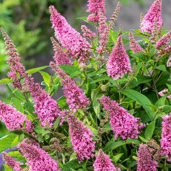 Liliac de vară pitic - Buddleja davidii 'Butterfly Candy Little Bubblegum' 