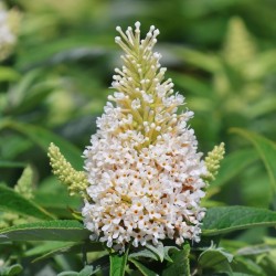 Liliac de vară pitic - Buddleja davidii 'Butterfly Candy Little White'