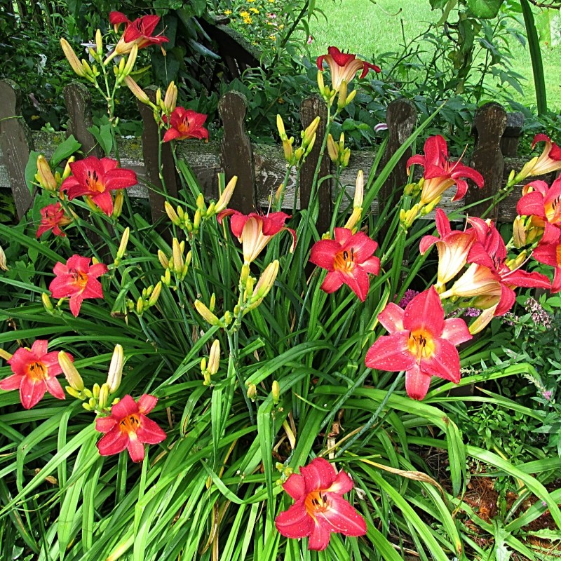 Hemerocallis Cherry Cheeks