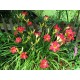 Hemerocallis Cherry Cheeks