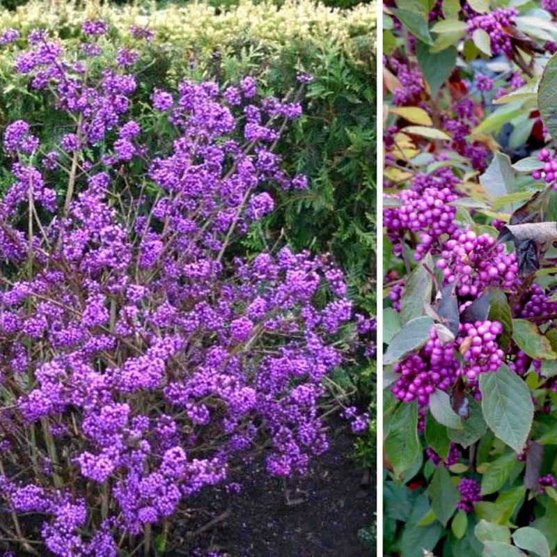 Callicarpa bodinieri 'Profusion' 