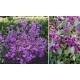 Callicarpa bodinieri 'Profusion' 