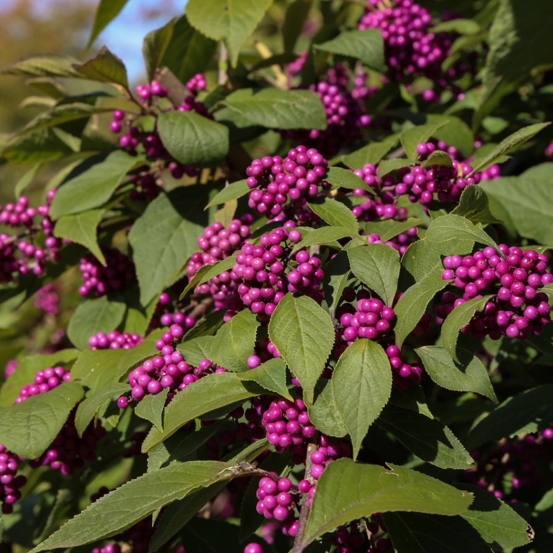 Callicarpa bodinieri 'Profusion' 