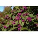 Callicarpa bodinieri 'Profusion' 
