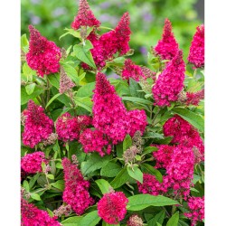 Buddleja davidii ‘Butterfly Candy Ruby’ - Liliac de Vară pitic