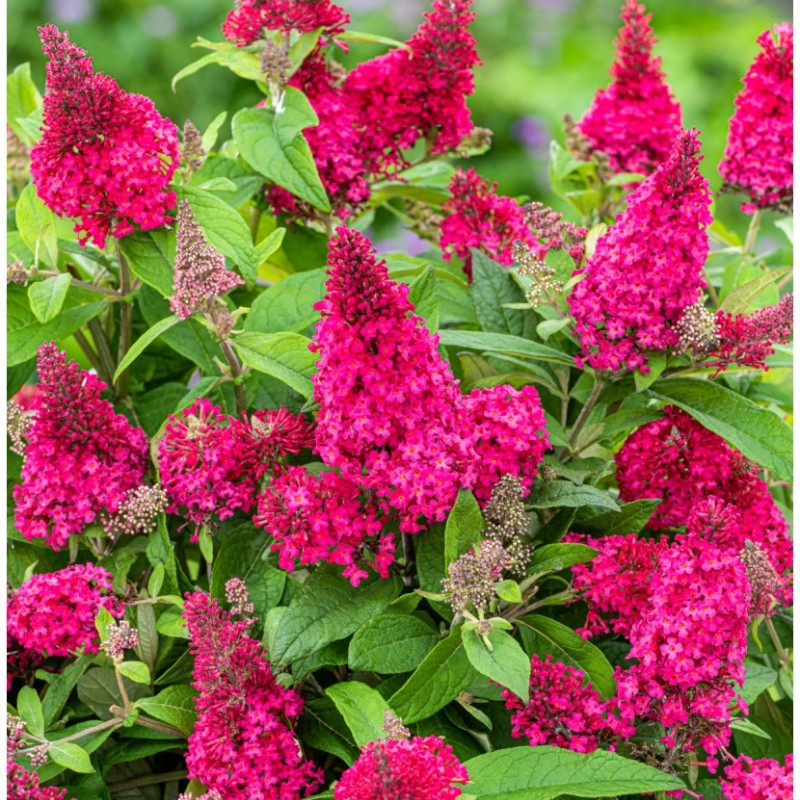 Buddleja davidii ‘Butterfly Candy Ruby’ - Liliac de Vară pitic