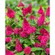 Buddleja davidii ‘Butterfly Candy Ruby’ - Liliac de Vară pitic