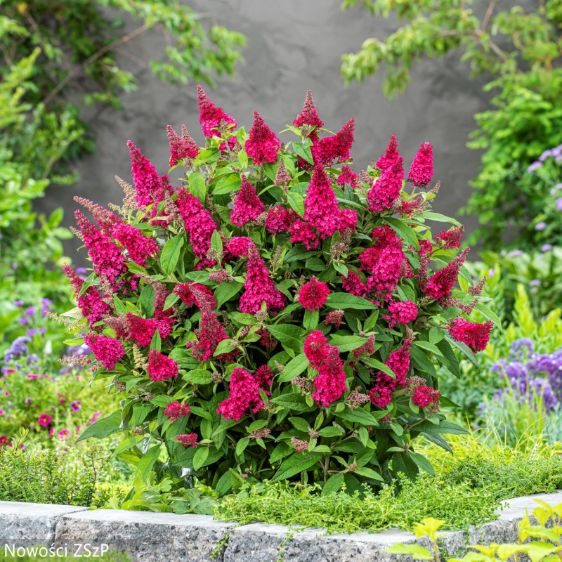 Buddleja davidii ‘Butterfly Candy Ruby’ - Liliac de Vară pitic