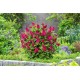 Buddleja davidii ‘Butterfly Candy Ruby’ - Liliac de Vară pitic