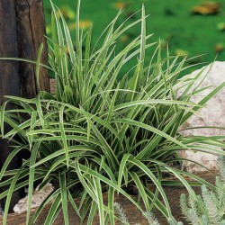 Carex morrowii 'Ice Dance' 