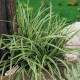 Carex morrowii 'Ice Dance' 