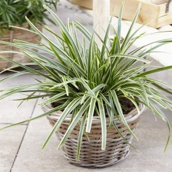 Carex morrowii 'Ice Dance' 