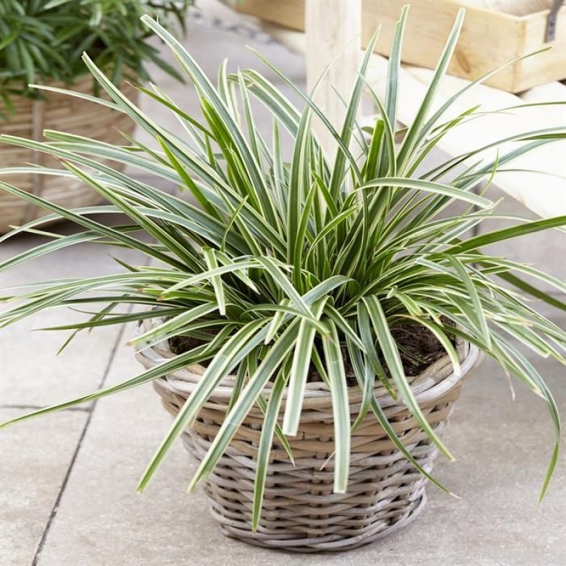 Carex morrowii 'Ice Dance' 