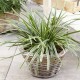 Carex morrowii 'Ice Dance' 