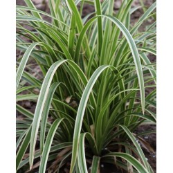 Carex morrowii 'Ice Dance' 