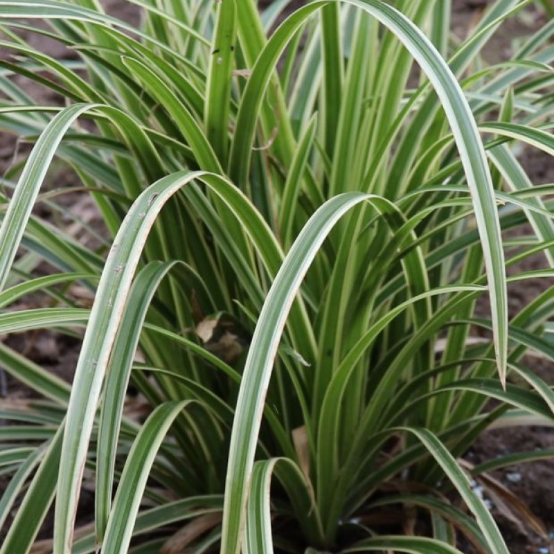 Carex morrowii 'Ice Dance' 