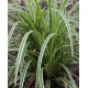 Carex morrowii 'Ice Dance' 