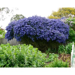 Liliac californian - Ceanothus 'Concha'