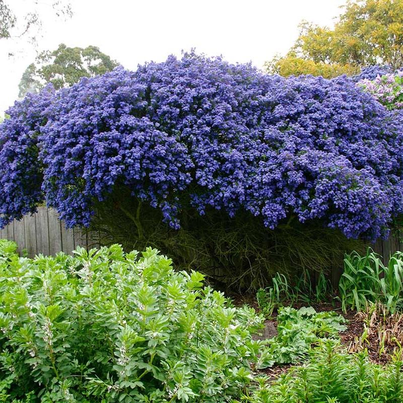 Liliac californian - Ceanothus 'Concha'