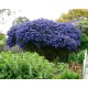 Liliac californian - Ceanothus 'Concha'