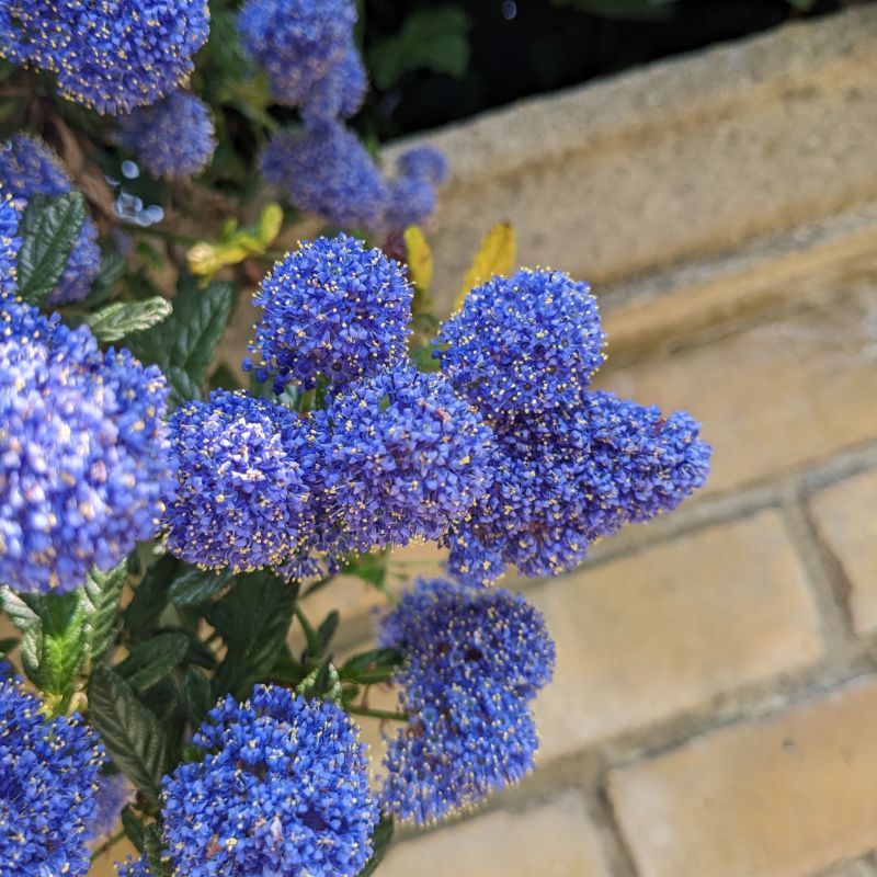 Liliac californian - Ceanothus 'Concha'