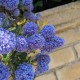Liliac californian - Ceanothus 'Concha'