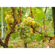 Viță de vie Chardonnay