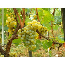 Viță de vie Chardonnay