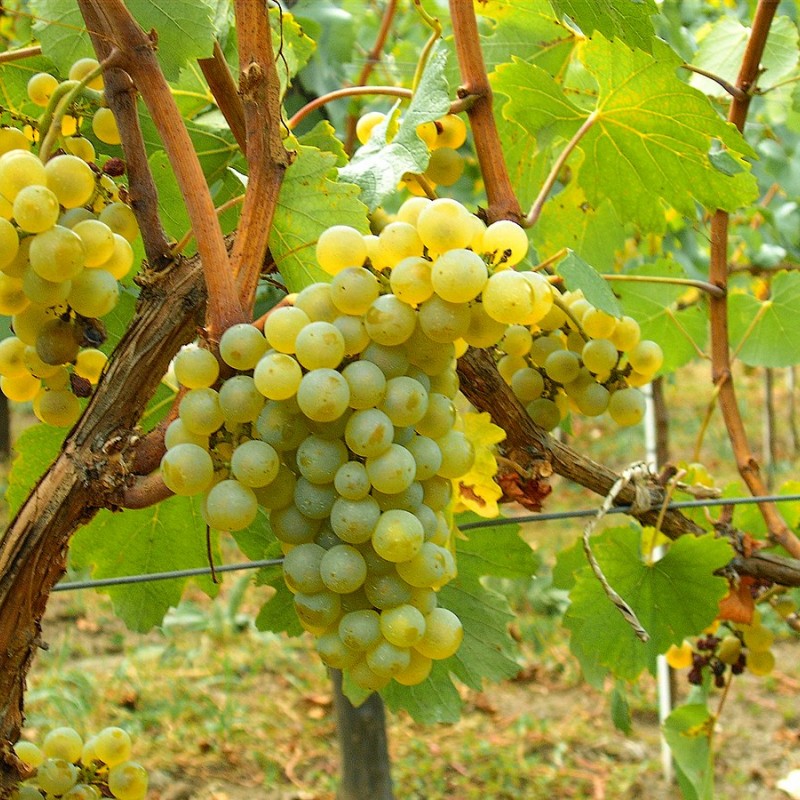 Viță de vie Chardonnay