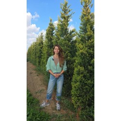 CHIPAROS Leylandii Auriu 300+ cu batot de pământ (Cupressocyparis Leylandii Golden Rider) 