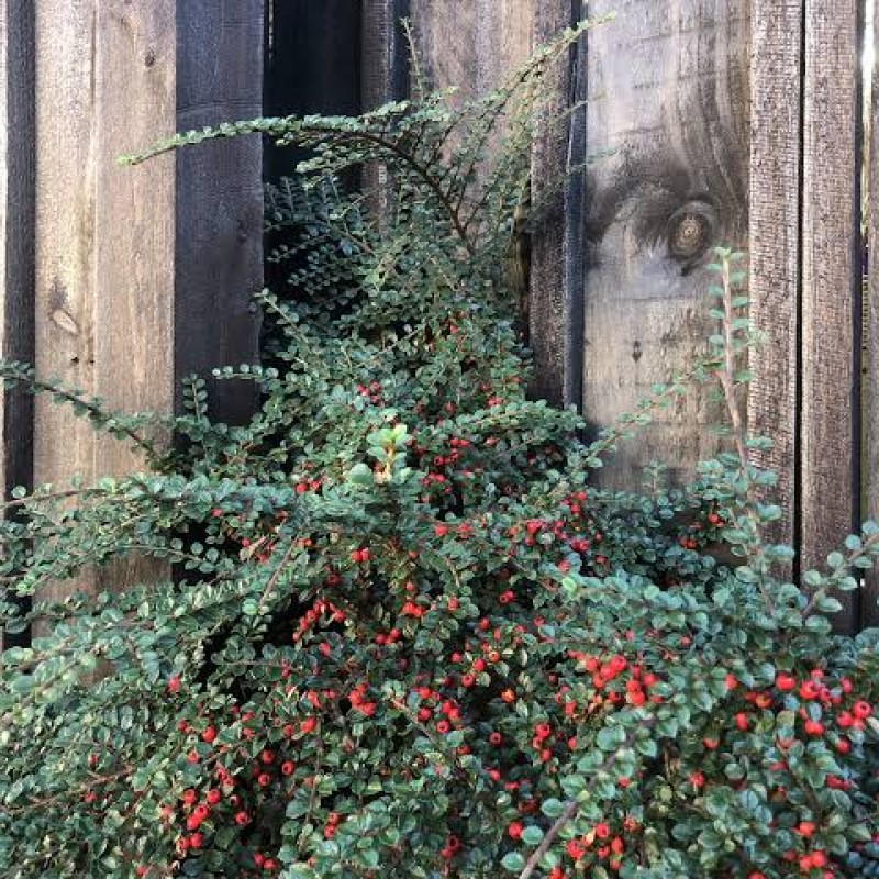 Cotoneaster horizontalis