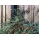 Cotoneaster horizontalis