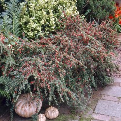 Cotoneaster horizontalis