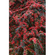Cotoneaster horizontalis