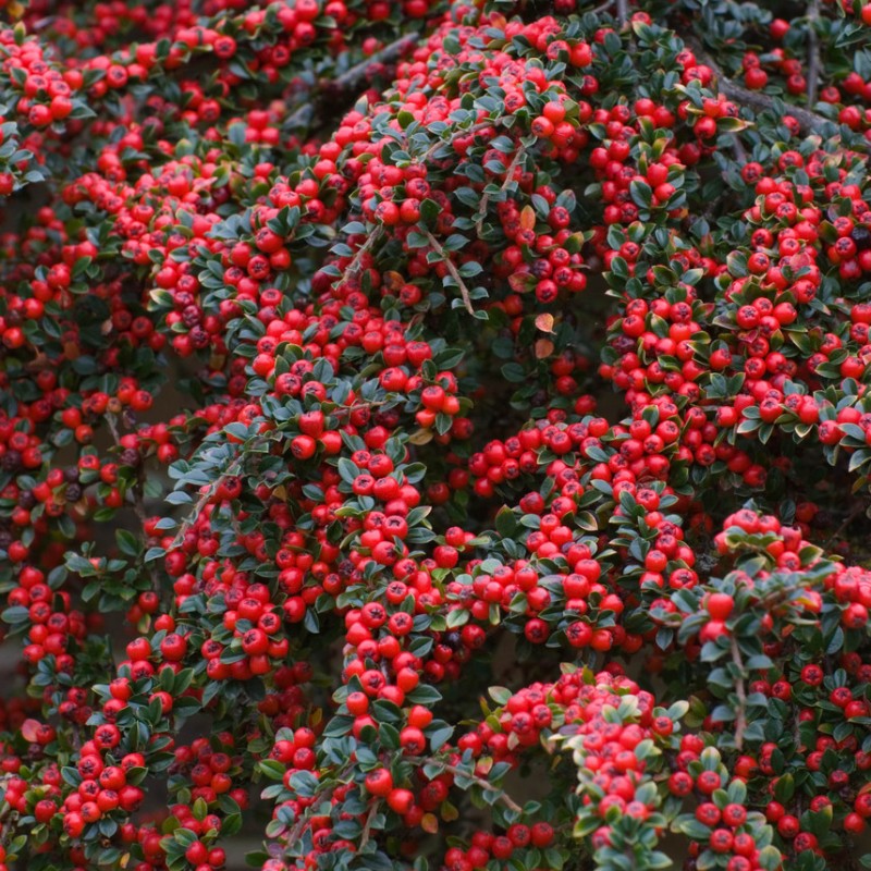 Cotoneaster horizontalis
