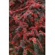 Cotoneaster horizontalis