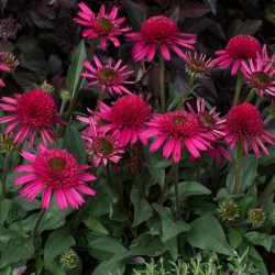 Echinacea ‘Delicious Candy’ – Echinacea roz cu flori duble