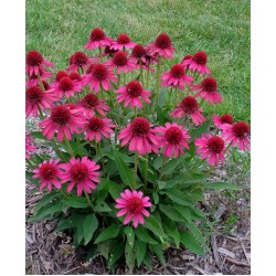 Echinacea ‘Delicious Candy’ – Echinacea roz cu flori duble