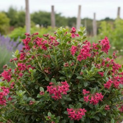 Escallonia ‘Donard Radiance’ 