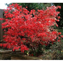 Euonymus europeus 'Red Cascade'