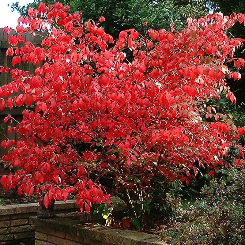 Euonymus europeus 'Red Cascade'