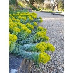 Euphorbia myrsinites 
