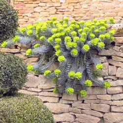 Euphorbia myrsinites 