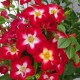 Trandafiri - Rosa Everglow Ruby